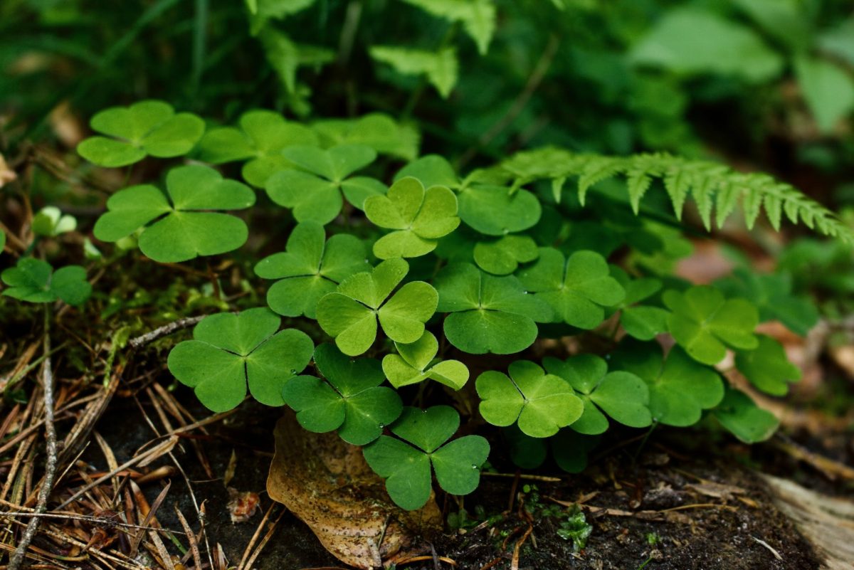 The Luck of the Irish (Meaning + Offensive Origin)