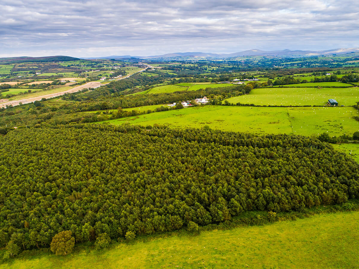 Celtic Titles Nature Reserve Slievekirk Forest Northern Ireland