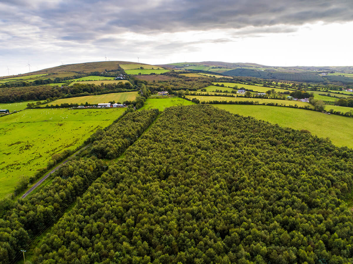 Celtic Titles Nature Reserve Slievekirk Forest Northern Ireland